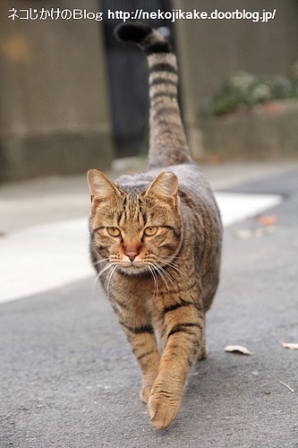 すっかりおとなになった。