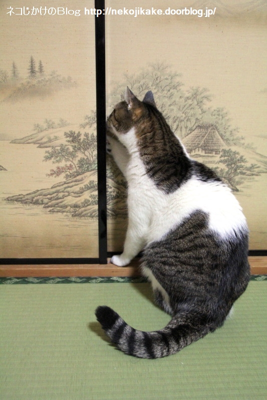 押してダメなら引いてみな ネコじかけのblog 押してダメなら引いてみな ネコじかけのblog