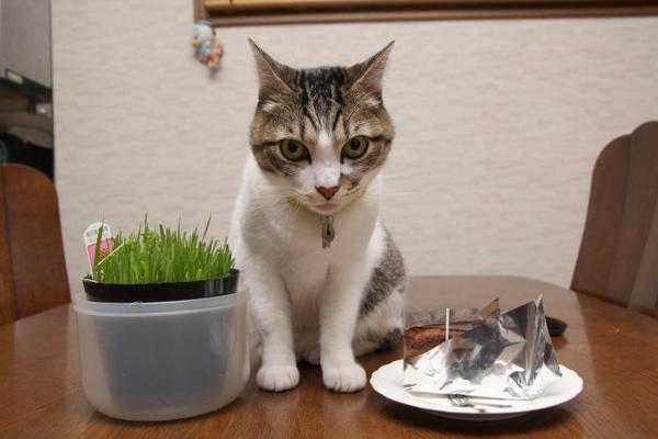 4歳になりました。シマ4