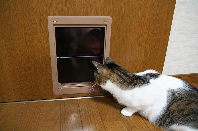 なんだろう、これは。シマクロ1