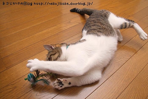 かたつむりオモチャで遊ぶ。