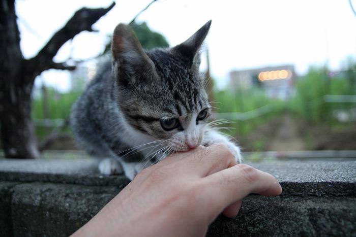 08 09 28 ネコじかけのblog 08 09 28 ネコじかけのblog