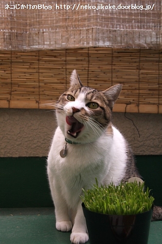 ごちそうさまでした。