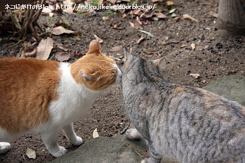 喜びは私たちにキスを与えた。