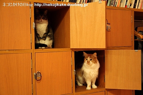 猫の箱。