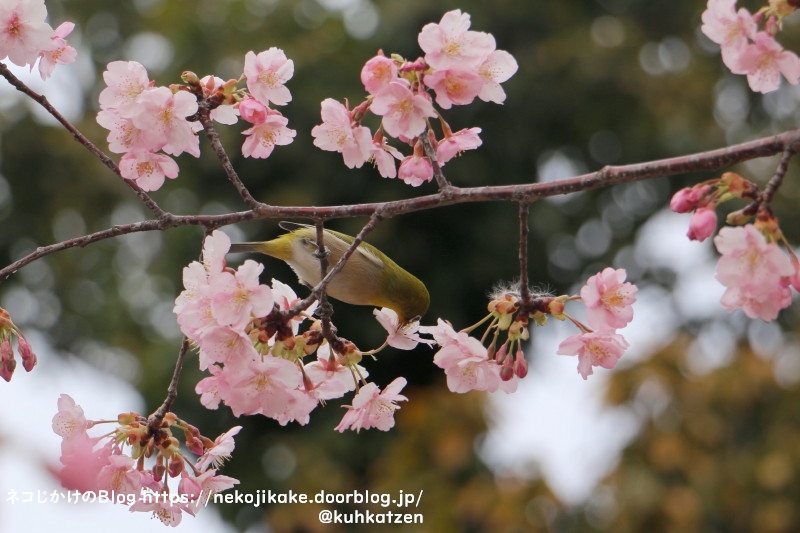 2021022805鳥たちも大好きな桜の花。2