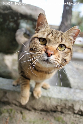 こんなにかわいい。