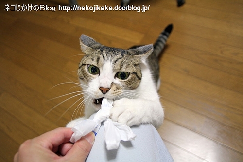 かぶりつき。