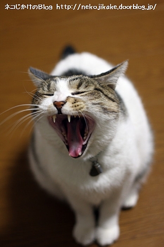 そろそろ寝るか。