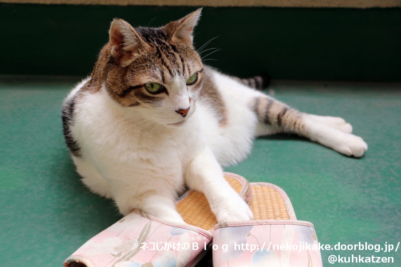 2020060501日にも当たらなきゃね。