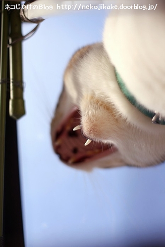ネコなのに犬歯とはこれ如何に。