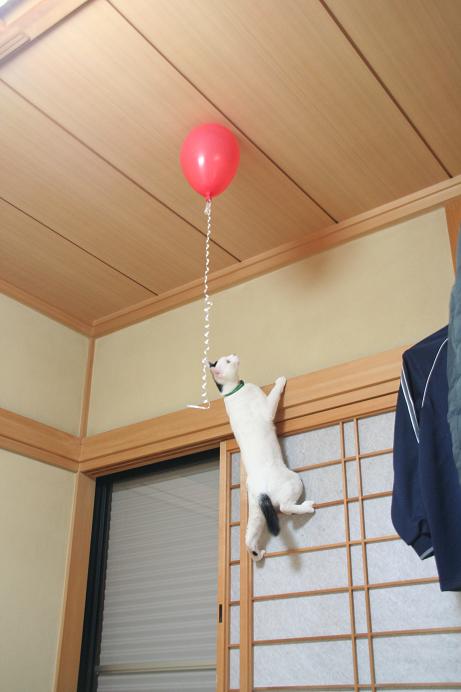 風船大好き。クロ