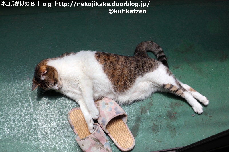 2020051402ここ最近の定位置。2