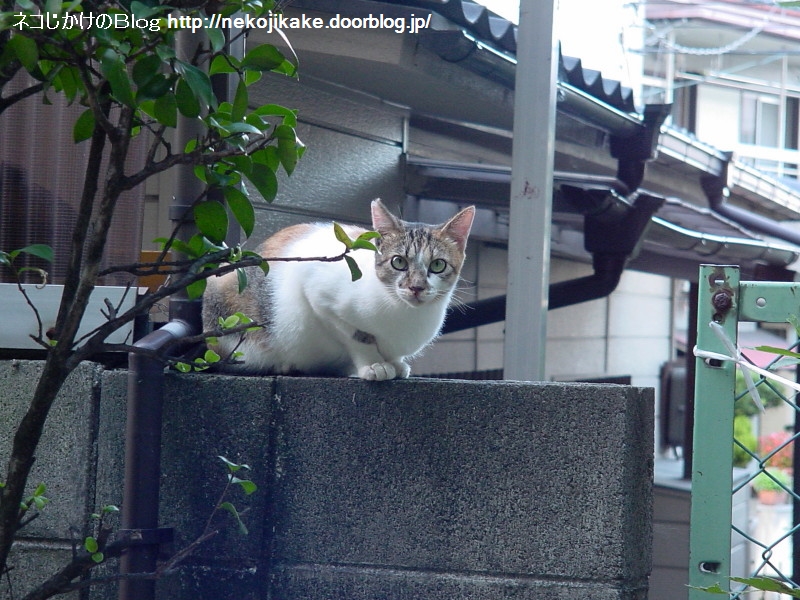 2003090401はじめてのさいちゃん。