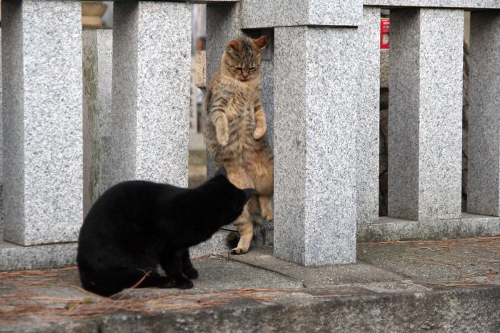 ちょっと通りますよ ネコじかけのｂｌｏｇ