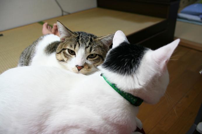 ネコタンポたち。シマクロ1