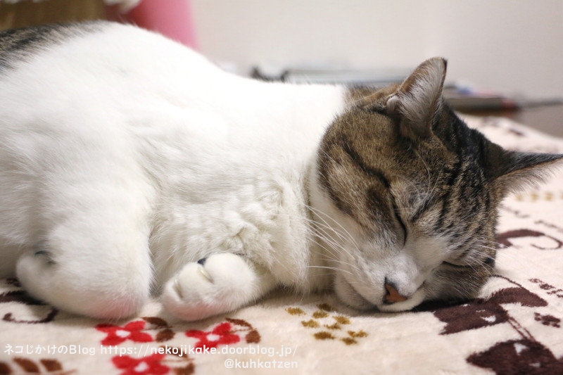 毛布の力 ネコじかけのｂｌｏｇ