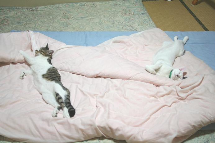 今日はネコの日。シマクロ