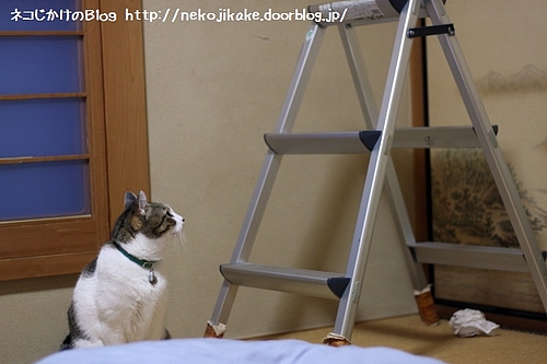 脚立、きゃたつ・・・、うーん・・・。