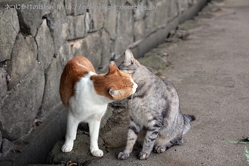 愛の讃歌。