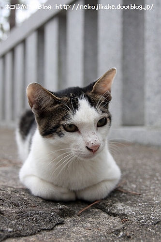 決まった・・・。