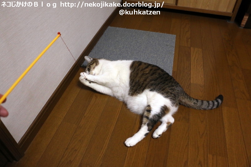 2020051604たまには。