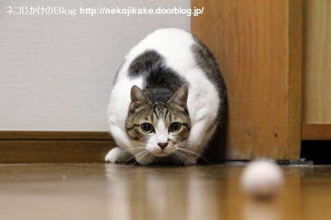 2013052101逃しません。