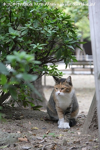 そんなに見つめんといて。