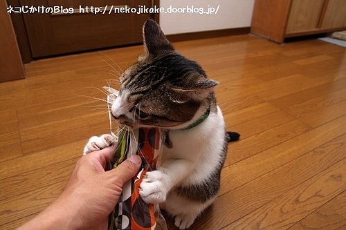 まだ袋に入ってるのに。 まだ袋に入ってるのに。
