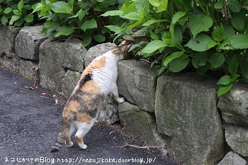 さいちゃん、何やってんの?