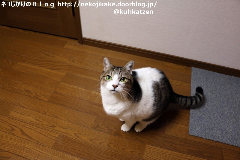 猫をのぞいている時 猫もこちらをのぞいている ネコじかけのｂｌｏｇ