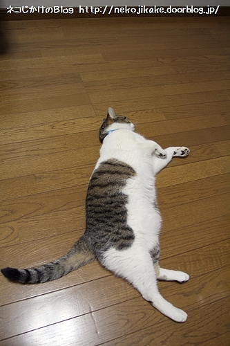 怠惰の極み。