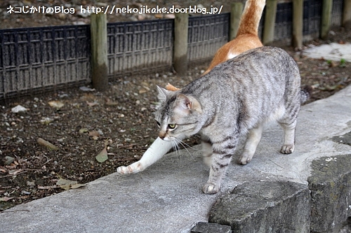 みことペロとが力を合わせて・・・・。