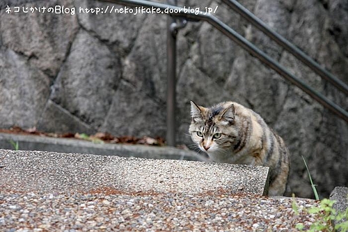 ねっとり監視中。