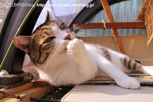 うぶぶ。