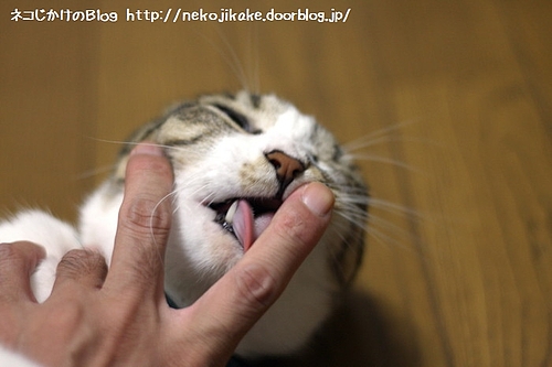 親愛なる。