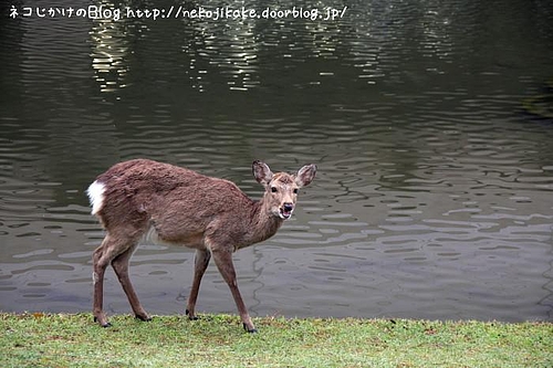 静かな湖畔に。
