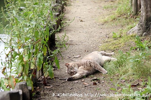 行き倒れのネコがいますよ〜。助けないといけないですよ〜。