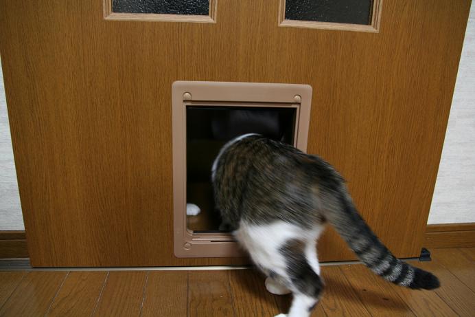 なんだろう、これは。シマ2