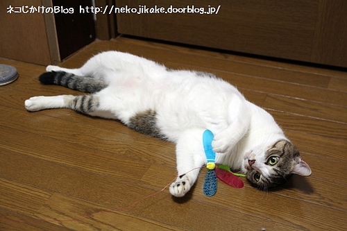 そんなところで行き倒れているから・・・。
