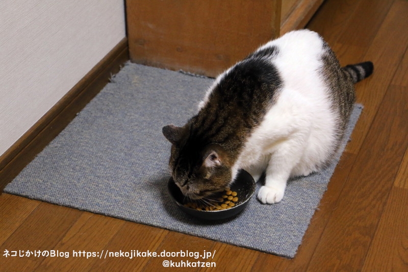 お食事中 ネコじかけのｂｌｏｇ