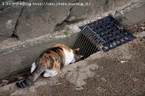 さいちゃん、実は暗渠マニア。