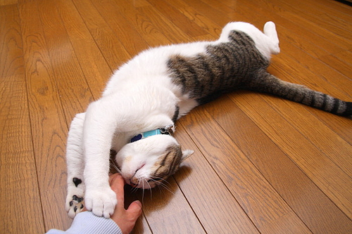 うにょーん。