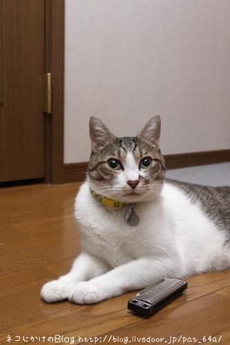 4分33秒 第2楽章 シマ