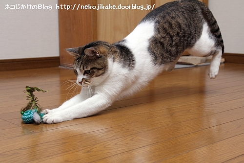 捕ったど〜!!