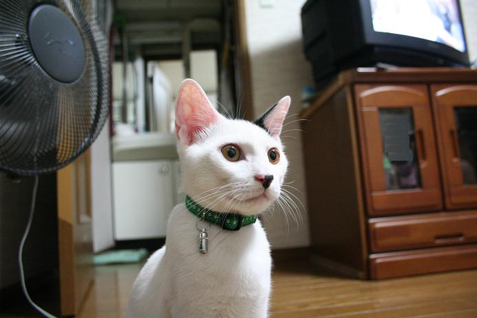 じっとネコを見る。クロ