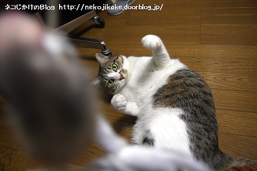 どっからでもかかってこんかい!