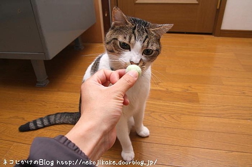 こいつはちょっと違うんだな。