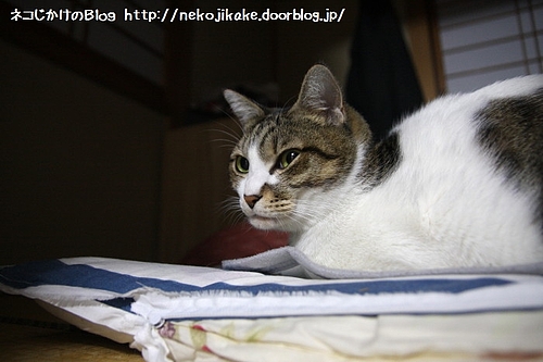 今日はここにずっといるから。