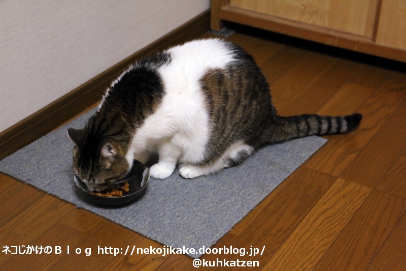 2020062201ごはん食べよう。